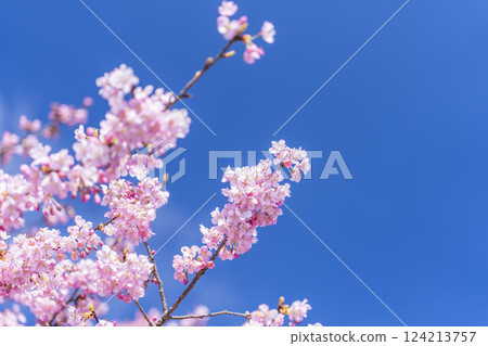 福島縣磐城市 21 世紀森林公園藍天與河津櫻花盛開 福島縣磐城市 21 世紀森林公園藍天與河津櫻花盛開 124213757