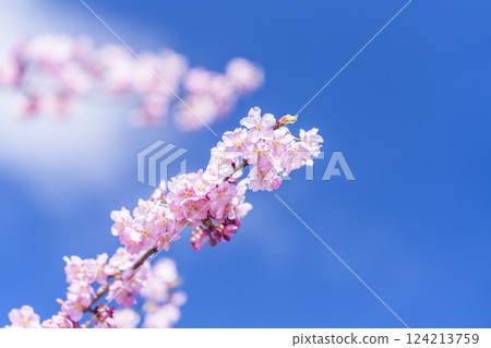 Blue skies and Kawazu cherry blossoms blooming in 21st Century Forest Park, Iwaki City, Fukushima Prefecture Blue skies and Kawazu cherry blossoms blooming in 21st Century Forest Park, Iwaki City, Fukushima Prefecture 124213759
