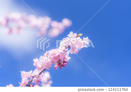 Blue skies and Kawazu cherry blossoms blooming in 21st Century Forest Park, Iwaki City, Fukushima Prefecture Blue skies and Kawazu cherry blossoms blooming in 21st Century Forest Park, Iwaki City, Fukushima Prefecture 124213760