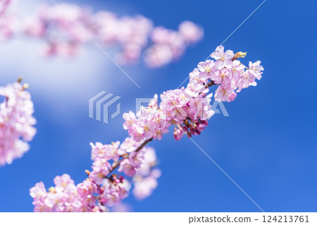 Blue skies and Kawazu cherry blossoms blooming in 21st Century Forest Park, Iwaki City, Fukushima Prefecture Blue skies and Kawazu cherry blossoms blooming in 21st Century Forest Park, Iwaki City, Fukushima Prefecture 124213761