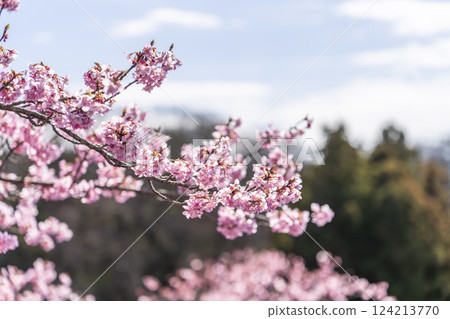 Blue skies and Kawazu cherry blossoms blooming in 21st Century Forest Park, Iwaki City, Fukushima Prefecture Blue skies and Kawazu cherry blossoms blooming in 21st Century Forest Park, Iwaki City, Fukushima Prefecture 124213770