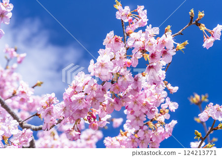 Blue skies and Kawazu cherry blossoms blooming in 21st Century Forest Park, Iwaki City, Fukushima Prefecture 124213771