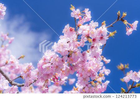 Blue skies and Kawazu cherry blossoms blooming in 21st Century Forest Park, Iwaki City, Fukushima Prefecture 124213773