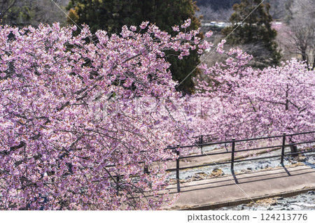 Blue skies and Kawazu cherry blossoms blooming in 21st Century Forest Park, Iwaki City, Fukushima Prefecture 124213776