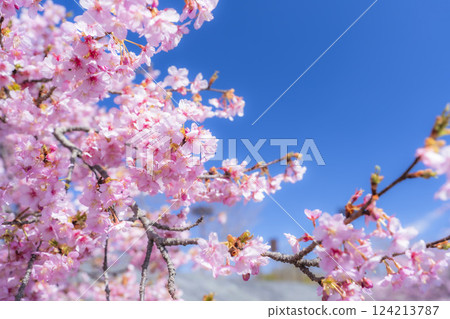 福島縣磐城市 21 世紀森林公園藍天與河津櫻花盛開 124213787