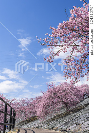 福島縣磐城市 21 世紀森林公園藍天與河津櫻花盛開 124213794