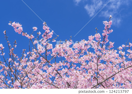 Blue skies and Kawazu cherry blossoms blooming in 21st Century Forest Park, Iwaki City, Fukushima Prefecture Blue skies and Kawazu cherry blossoms blooming in 21st Century Forest Park, Iwaki City, Fukushima Prefecture 124213797