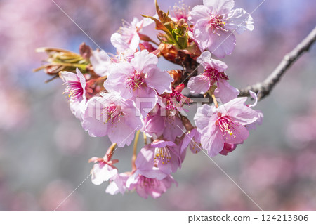 Blue skies and Kawazu cherry blossoms blooming in 21st Century Forest Park, Iwaki City, Fukushima Prefecture Blue skies and Kawazu cherry blossoms blooming in 21st Century Forest Park, Iwaki City, Fukushima Prefecture 124213806
