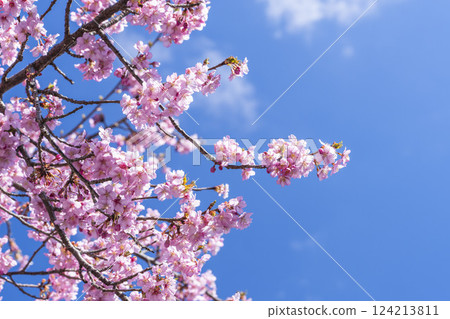 福島縣磐城市 21 世紀森林公園藍天與河津櫻花盛開 124213811