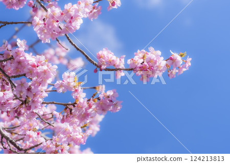 Blue skies and Kawazu cherry blossoms blooming in 21st Century Forest Park, Iwaki City, Fukushima Prefecture Blue skies and Kawazu cherry blossoms blooming in 21st Century Forest Park, Iwaki City, Fukushima Prefecture 124213813