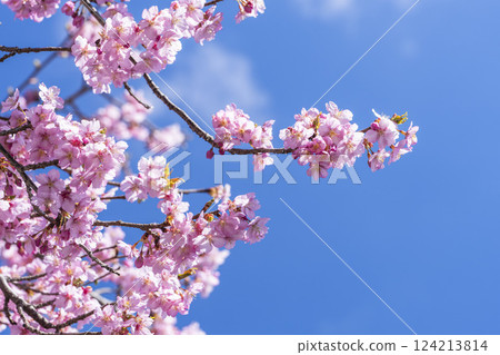 Blue skies and Kawazu cherry blossoms blooming in 21st Century Forest Park, Iwaki City, Fukushima Prefecture 124213814