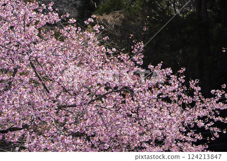 Blue skies and Kawazu cherry blossoms blooming in 21st Century Forest Park, Iwaki City, Fukushima Prefecture Blue skies and Kawazu cherry blossoms blooming in 21st Century Forest Park, Iwaki City, Fukushima Prefecture 124213847