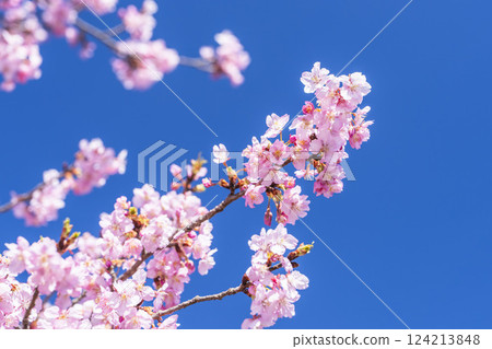 Blue skies and Kawazu cherry blossoms blooming in 21st Century Forest Park, Iwaki City, Fukushima Prefecture Blue skies and Kawazu cherry blossoms blooming in 21st Century Forest Park, Iwaki City, Fukushima Prefecture 124213848