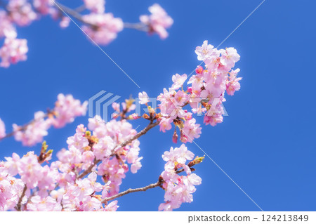 Blue skies and Kawazu cherry blossoms blooming in 21st Century Forest Park, Iwaki City, Fukushima Prefecture Blue skies and Kawazu cherry blossoms blooming in 21st Century Forest Park, Iwaki City, Fukushima Prefecture 124213849