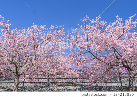 福島縣磐城市 21 世紀森林公園藍天與河津櫻花盛開 124213850