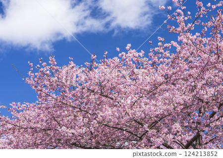 Blue skies and Kawazu cherry blossoms blooming in 21st Century Forest Park, Iwaki City, Fukushima Prefecture Blue skies and Kawazu cherry blossoms blooming in 21st Century Forest Park, Iwaki City, Fukushima Prefecture 124213852