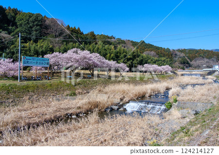 南足柄市廣町公園高爾夫球場旁的散步道春天櫻花盛開！ 124214127