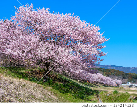 南足柄市廣町公園高爾夫球場旁的散步道春天櫻花盛開！ 124214128