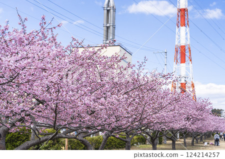 Blue sky and Kawazu cherry blossoms blooming at Nakoso Power Station, Iwaki City, Fukushima Prefecture Blue sky and Kawazu cherry blossoms blooming at Nakoso Power Station, Iwaki City, Fukushima Prefecture 124214257