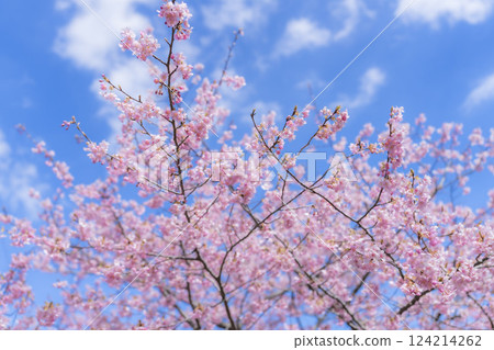 Blue sky and Kawazu cherry blossoms blooming at Nakoso Power Station, Iwaki City, Fukushima Prefecture Blue sky and Kawazu cherry blossoms blooming at Nakoso Power Station, Iwaki City, Fukushima Prefecture 124214262