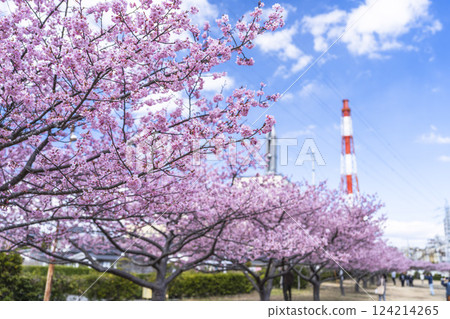 Blue sky and Kawazu cherry blossoms blooming at Nakoso Power Station, Iwaki City, Fukushima Prefecture Blue sky and Kawazu cherry blossoms blooming at Nakoso Power Station, Iwaki City, Fukushima Prefecture 124214265