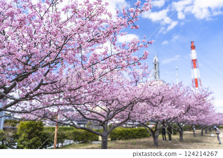 Blue sky and Kawazu cherry blossoms blooming at Nakoso Power Station, Iwaki City, Fukushima Prefecture Blue sky and Kawazu cherry blossoms blooming at Nakoso Power Station, Iwaki City, Fukushima Prefecture 124214267