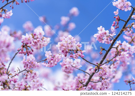 福島縣磐城市那古索發電廠的藍天和河津櫻花盛開 124214275