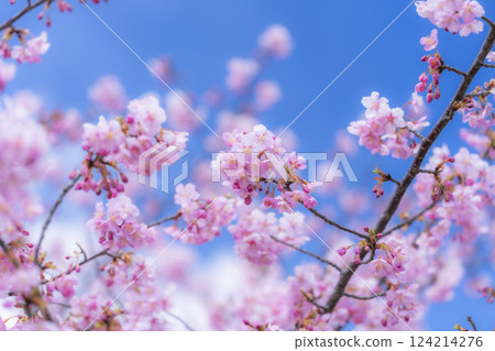 福島縣磐城市那古索發電廠的藍天和河津櫻花盛開 124214276