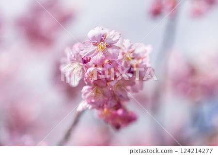 福島縣磐城市那古索發電廠的藍天和河津櫻花盛開 124214277