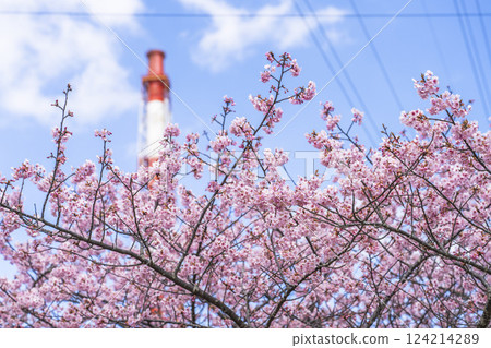 福島縣磐城市那古索發電廠的藍天和河津櫻花盛開 124214289