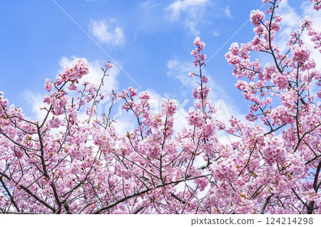 福島縣磐城市那古索發電廠的藍天和河津櫻花盛開 124214298