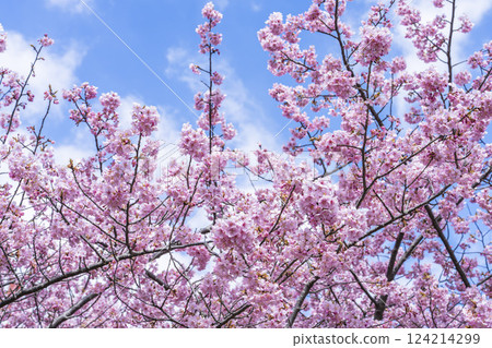 福島縣磐城市那古索發電廠的藍天和河津櫻花盛開 福島縣磐城市那古索發電廠的藍天和河津櫻花盛開 124214299