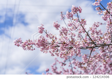 Blue sky and Kawazu cherry blossoms blooming at Nakoso Power Station, Iwaki City, Fukushima Prefecture 124214306