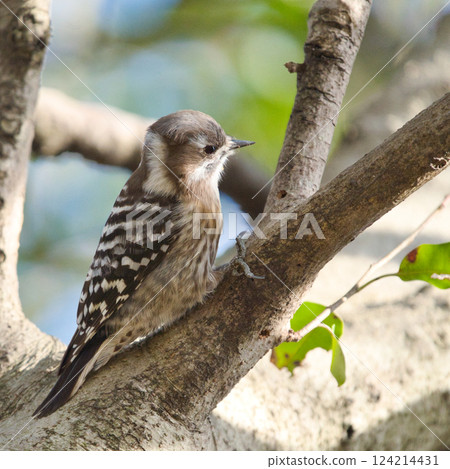 A cute profile of a Japanese Pygmy Woodpecker perched on a tree branch④ A cute profile of a Japanese Pygmy Woodpecker perched on a tree branch④ 124214431