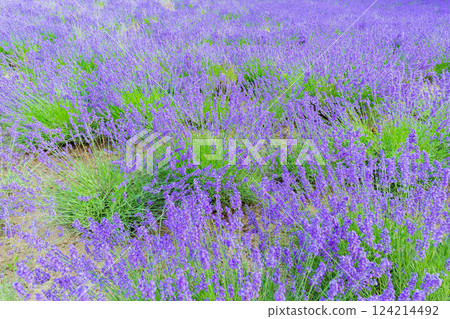 lavender 124214492