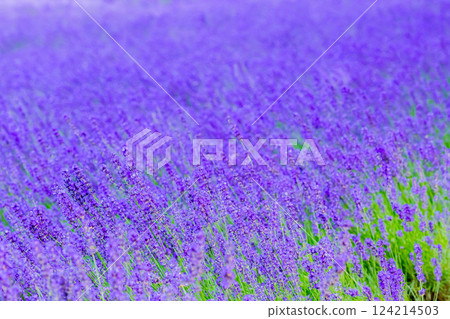 lavender lavender 124214503