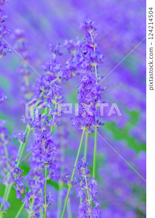lavender lavender 124214504