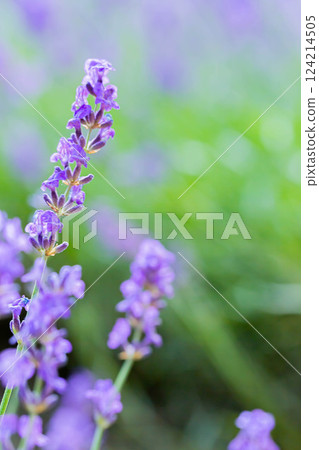 lavender lavender 124214505