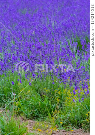 lavender 124214518