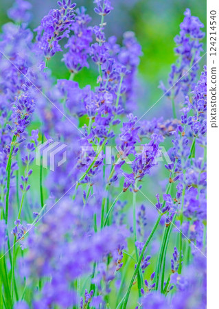 lavender 124214540