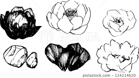 A collection of hand-drawn sketches of lotus flowers and leaves, showcasing various styles and perspectives. The illustrations include both open and closed blooms, along with stones. A collection of hand-drawn sketches of lotus flowers and leaves, showcasing various styles and perspectives. The illustrations include both open and closed blooms, along with stones. 124214620