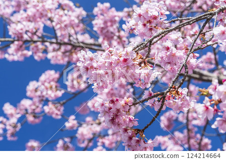 福島縣磐城市 21 世紀森林公園藍天與河津櫻花盛開 124214664