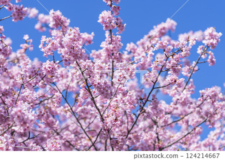 福島縣磐城市 21 世紀森林公園藍天與河津櫻花盛開 124214667