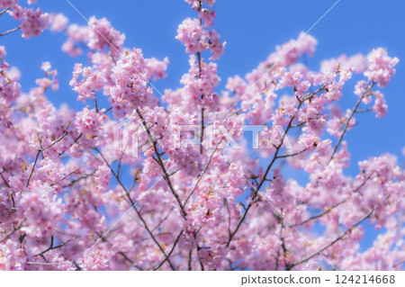 福島縣磐城市 21 世紀森林公園藍天與河津櫻花盛開 124214668