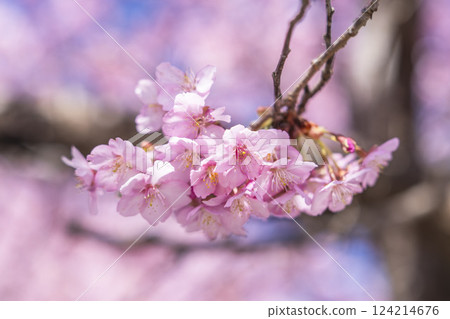 Blue skies and Kawazu cherry blossoms blooming in 21st Century Forest Park, Iwaki City, Fukushima Prefecture Blue skies and Kawazu cherry blossoms blooming in 21st Century Forest Park, Iwaki City, Fukushima Prefecture 124214676