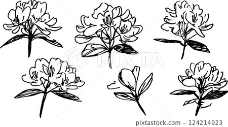 A collection of six hand-drawn sketches of flowers, showcasing different angles and details of the blooms and leaves. 124214923