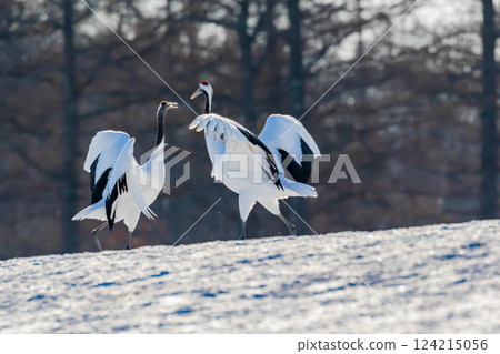 Cranes dancing Cranes dancing 124215056