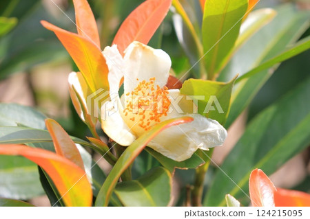 White Taiwan camellia (Taiwan camellia) flower 124215095