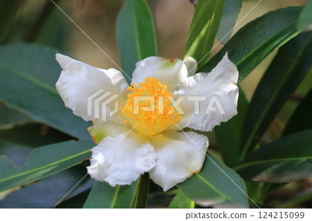 White Taiwan camellia (Taiwan camellia) flower 124215099