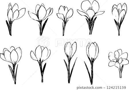 A collection of hand-drawn crocus flowers in various stages of bloom, showcasing their delicate petals and slender green stems. 124215139